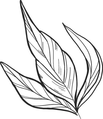 Peony Leaves Coloring Page